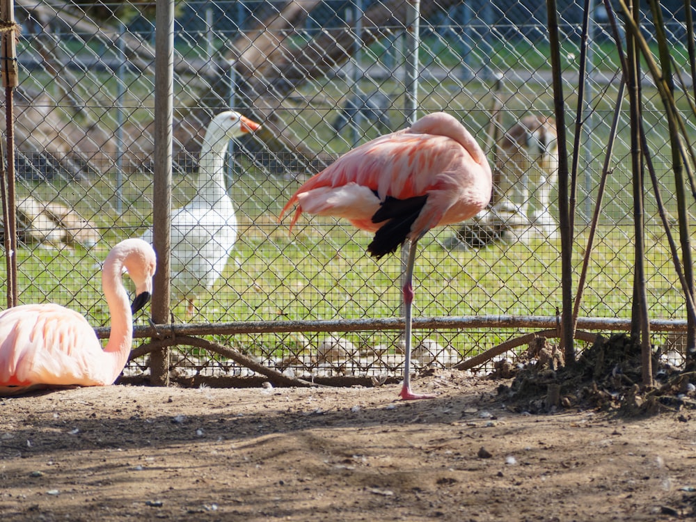 pink flamingo standing on brown soil during daytime