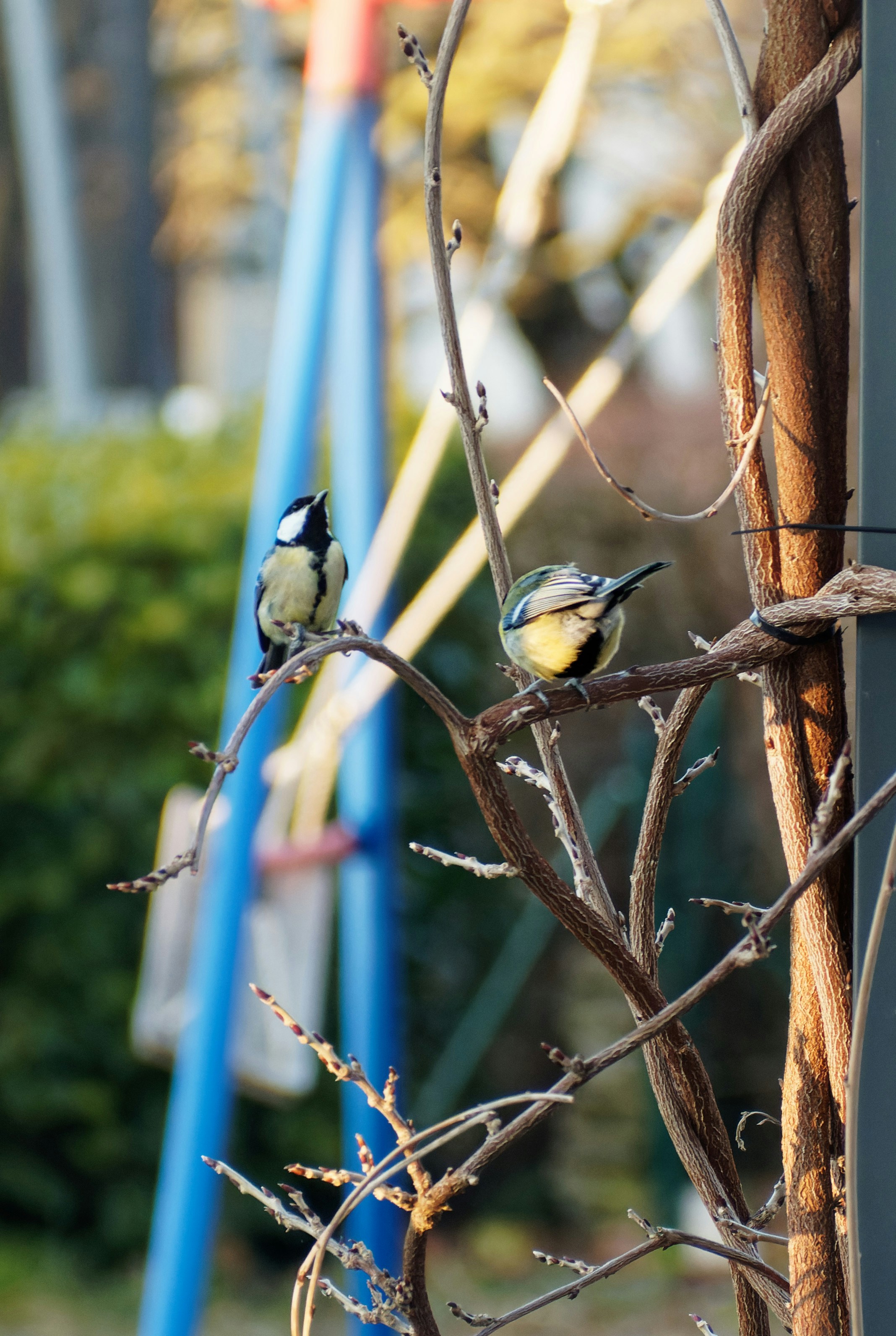 white and black bird on brown tree branch during daytime