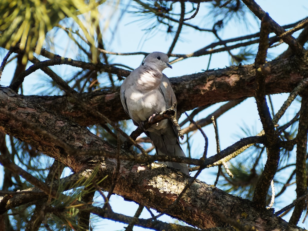 gray bird on brown tree branch