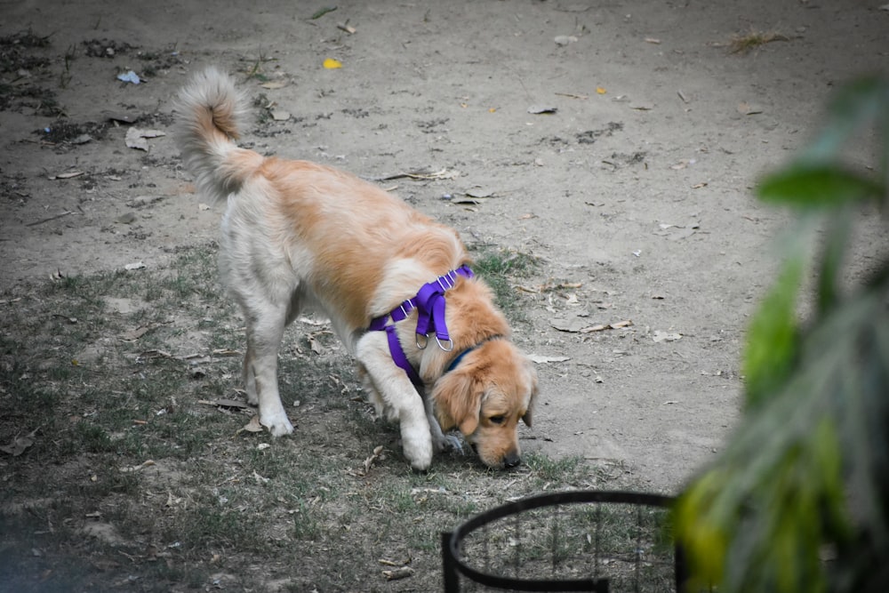 brown and white short coated dog on gray concrete floor