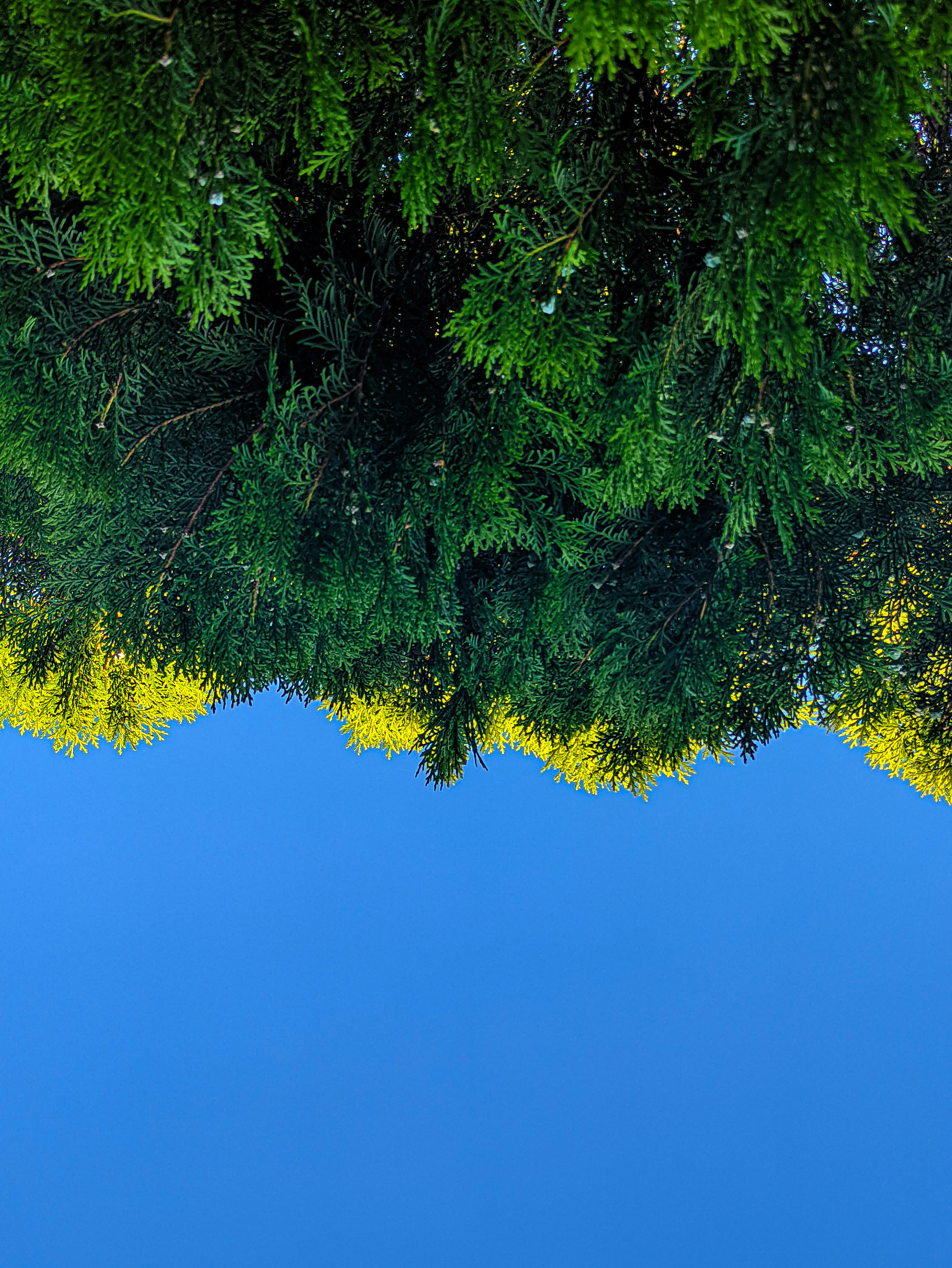 green tree under blue sky during daytime