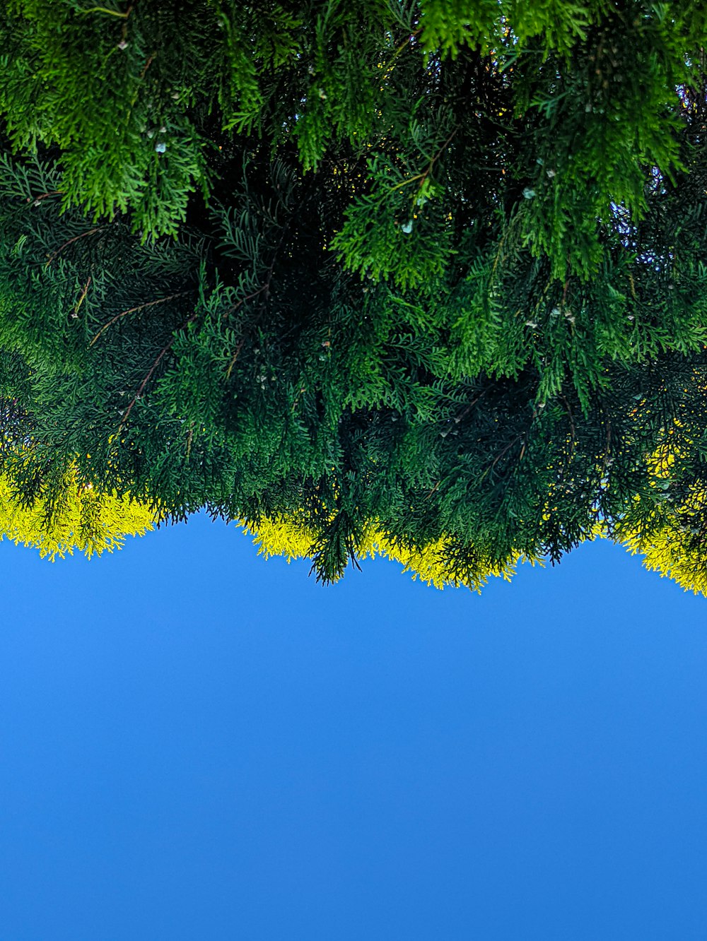 green tree under blue sky during daytime