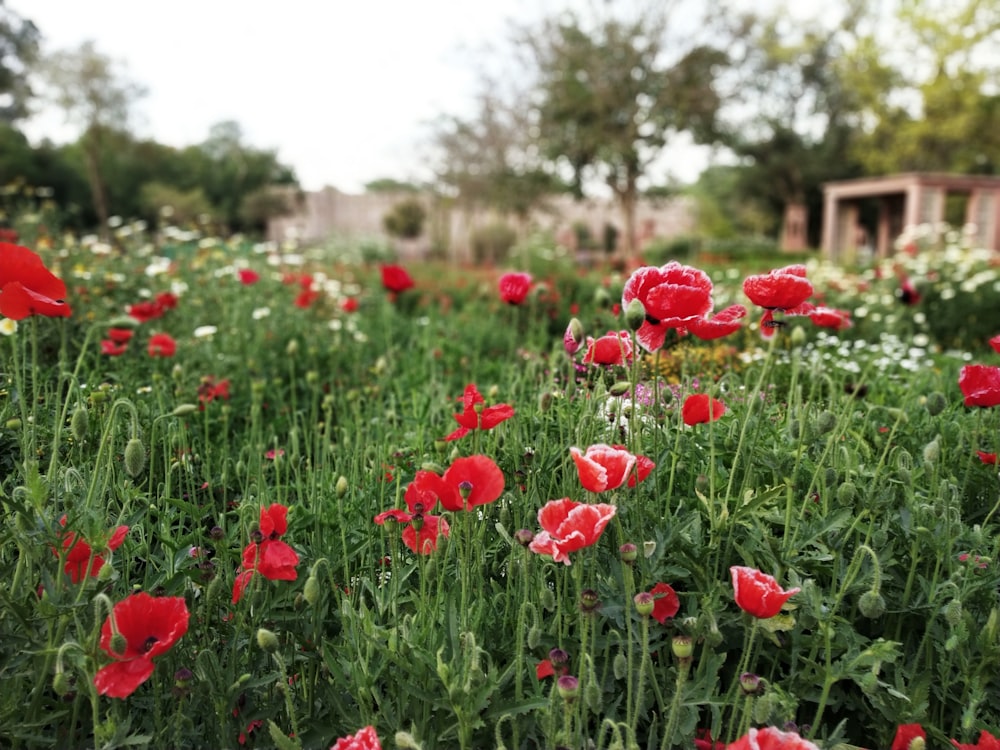 Flores rojas en lente de cambio de inclinación