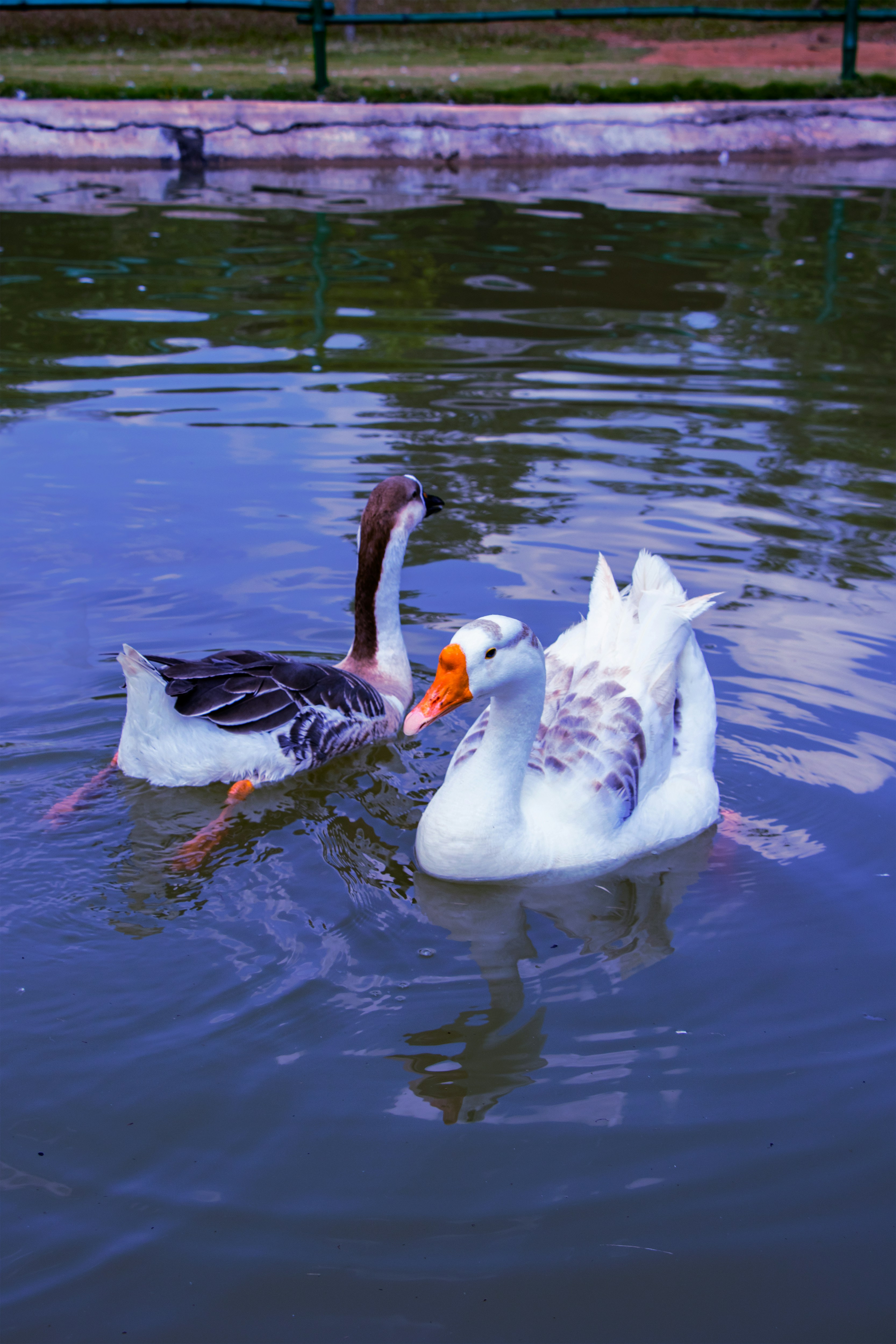 white swan on water during daytime