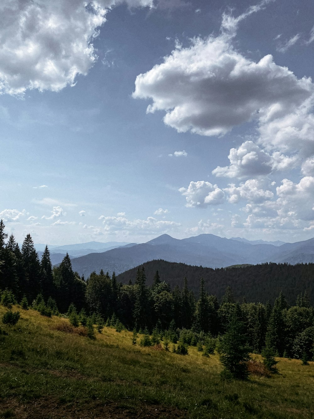 alberi verdi sul campo di erba verde sotto nuvole bianche e cielo blu durante il giorno