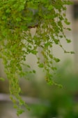 An elegant hoya vine cascading gracefully from a hanging planter against a muted olive background.