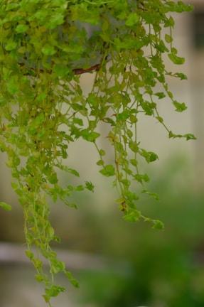 An elegant hoya vine cascading gracefully from a hanging planter against a muted olive background.