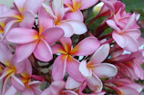 Delicate pink plumeria blossoms cluster beautifully on a branch.