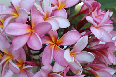 Delicate pink plumeria blossoms cluster beautifully on a branch.