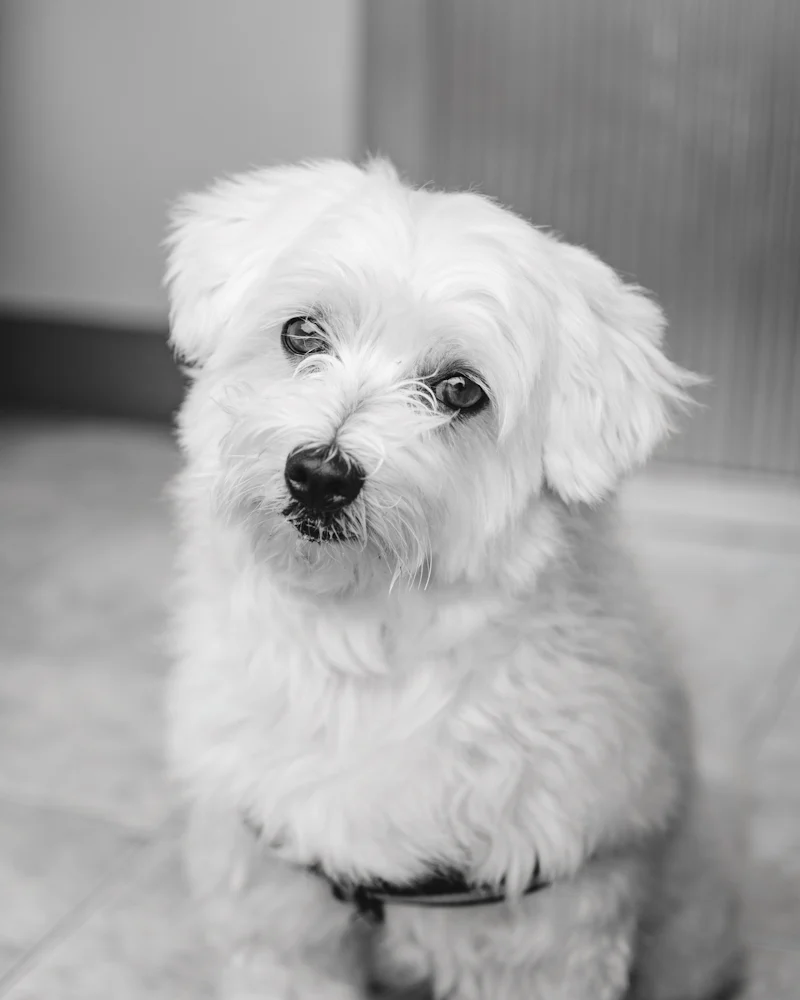 Beyaz uzun tüylü küçük köpek