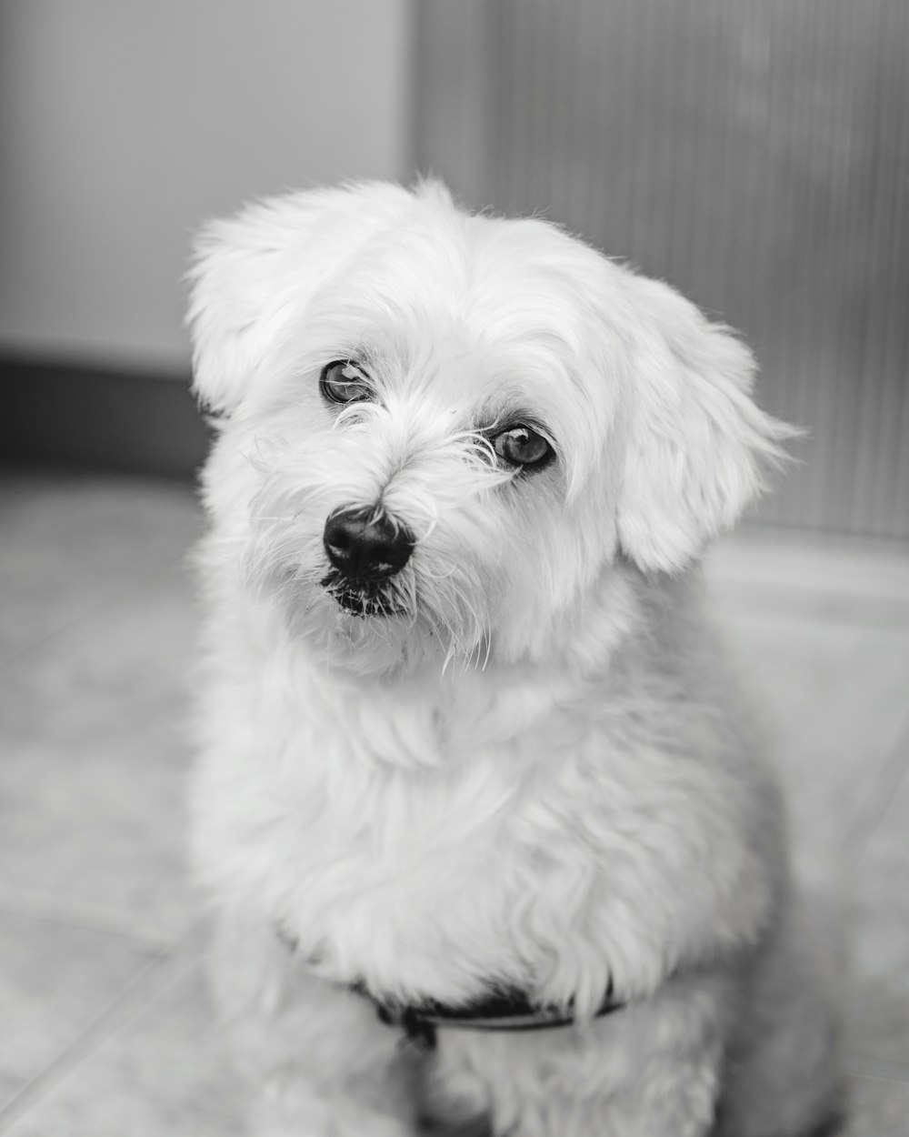 white long coat small dog