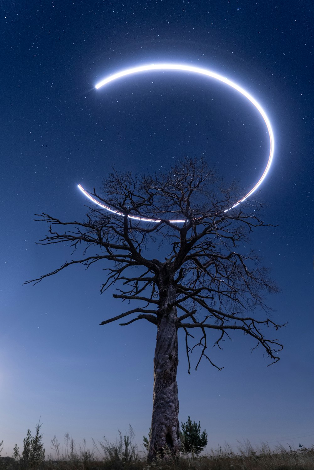 bare tree under blue sky during night time