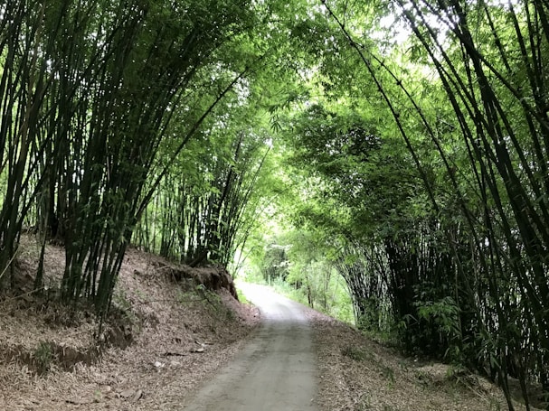 A serene dirt path winds through a dense bamboo forest, with tall bamboo stalks arching overhead to create a natural canopy. The ground is scattered with dry bamboo leaves, adding a rustic touch to the verdant surroundings. Soft, dappled sunlight filters through the lush green foliage, creating a peaceful and inviting atmosphere.