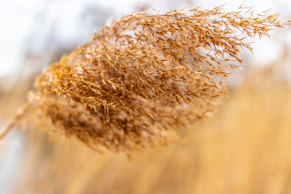 brown wheat in close up photography