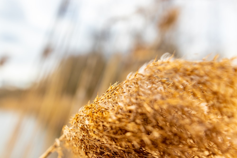 brown grass in close up photography