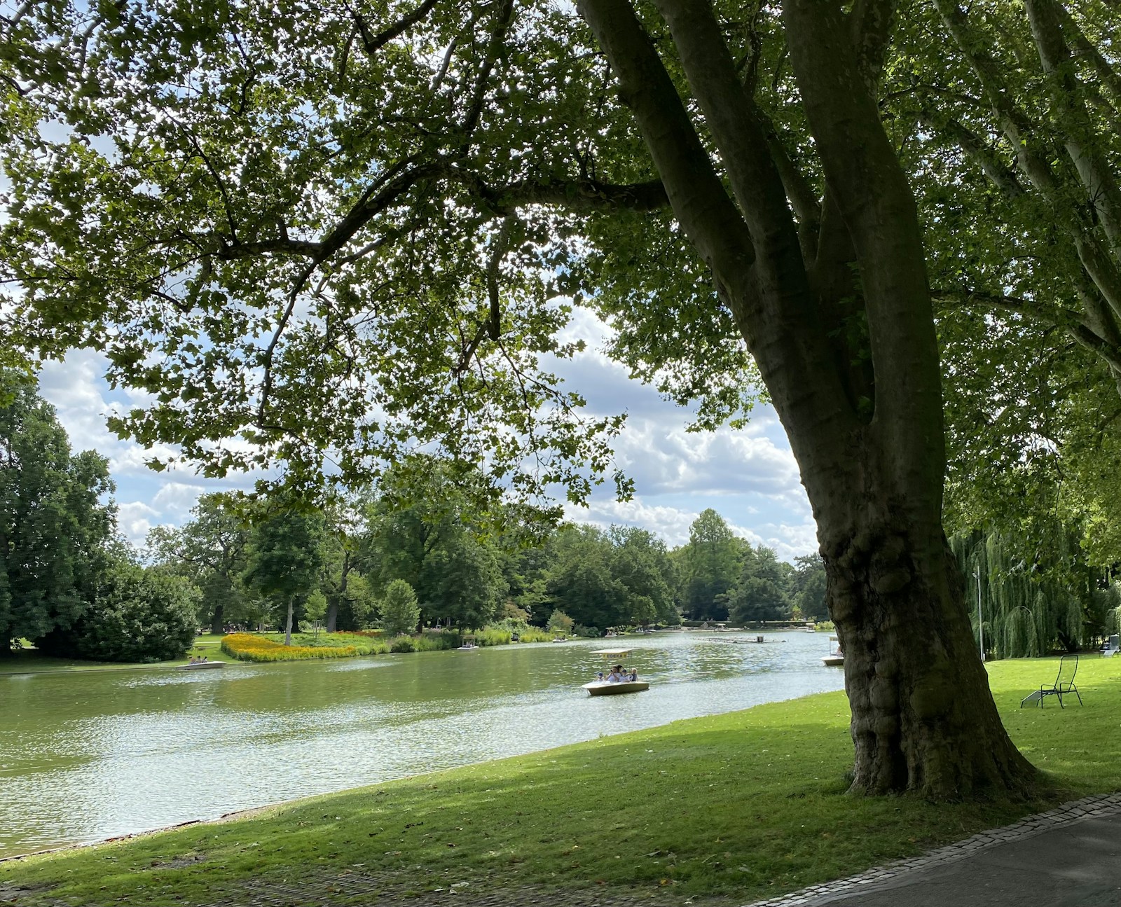 an elm tree on the river bank