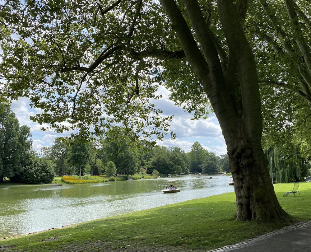 arbre vert près du lac pendant la journée