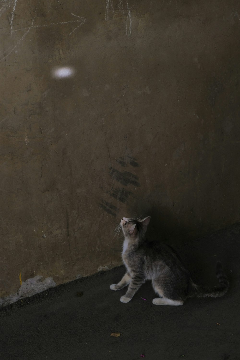 silver tabby cat on gray concrete floor