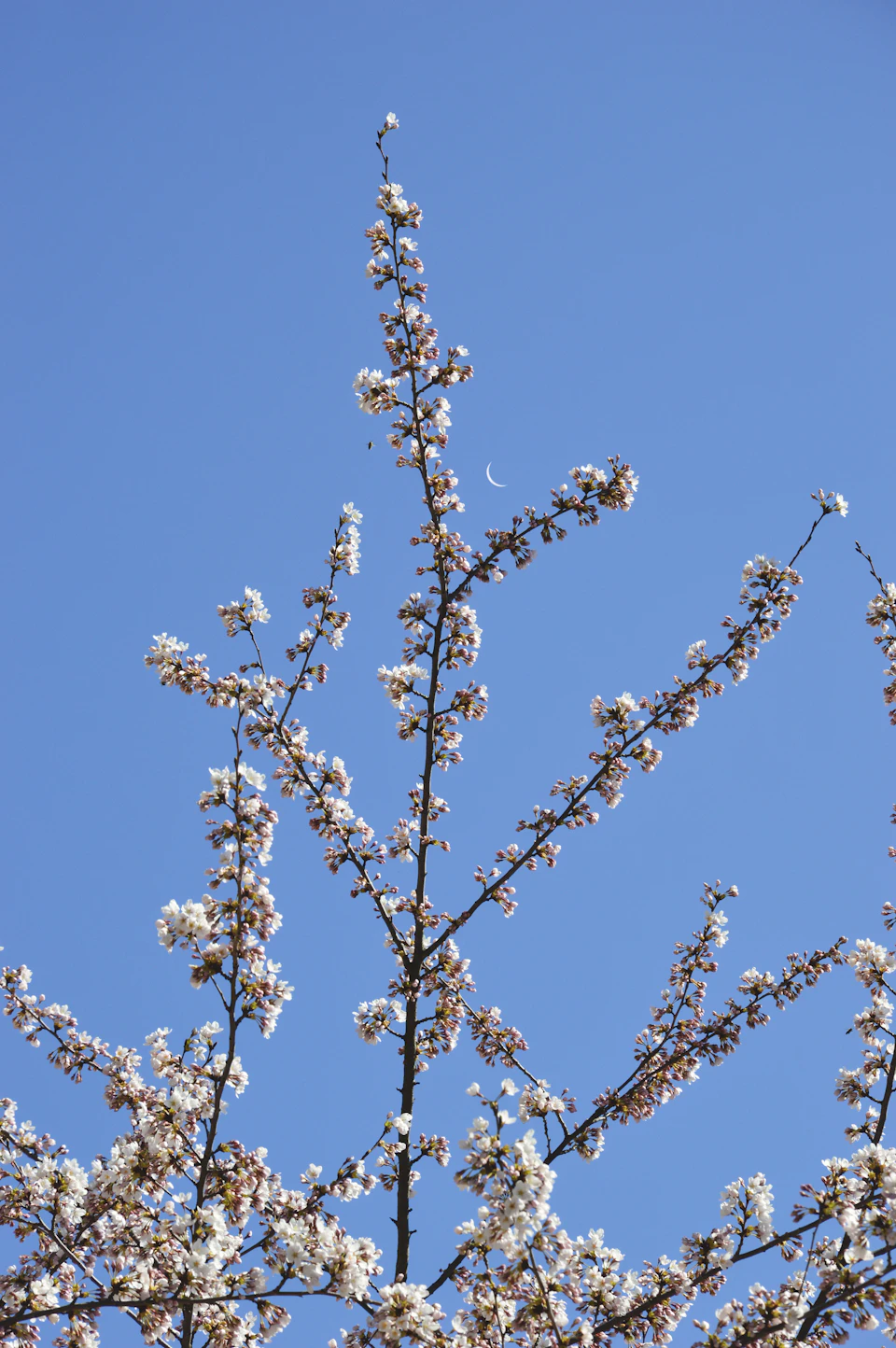 Cherry blossom tree with white flowers against a clear blue sky from below perspective