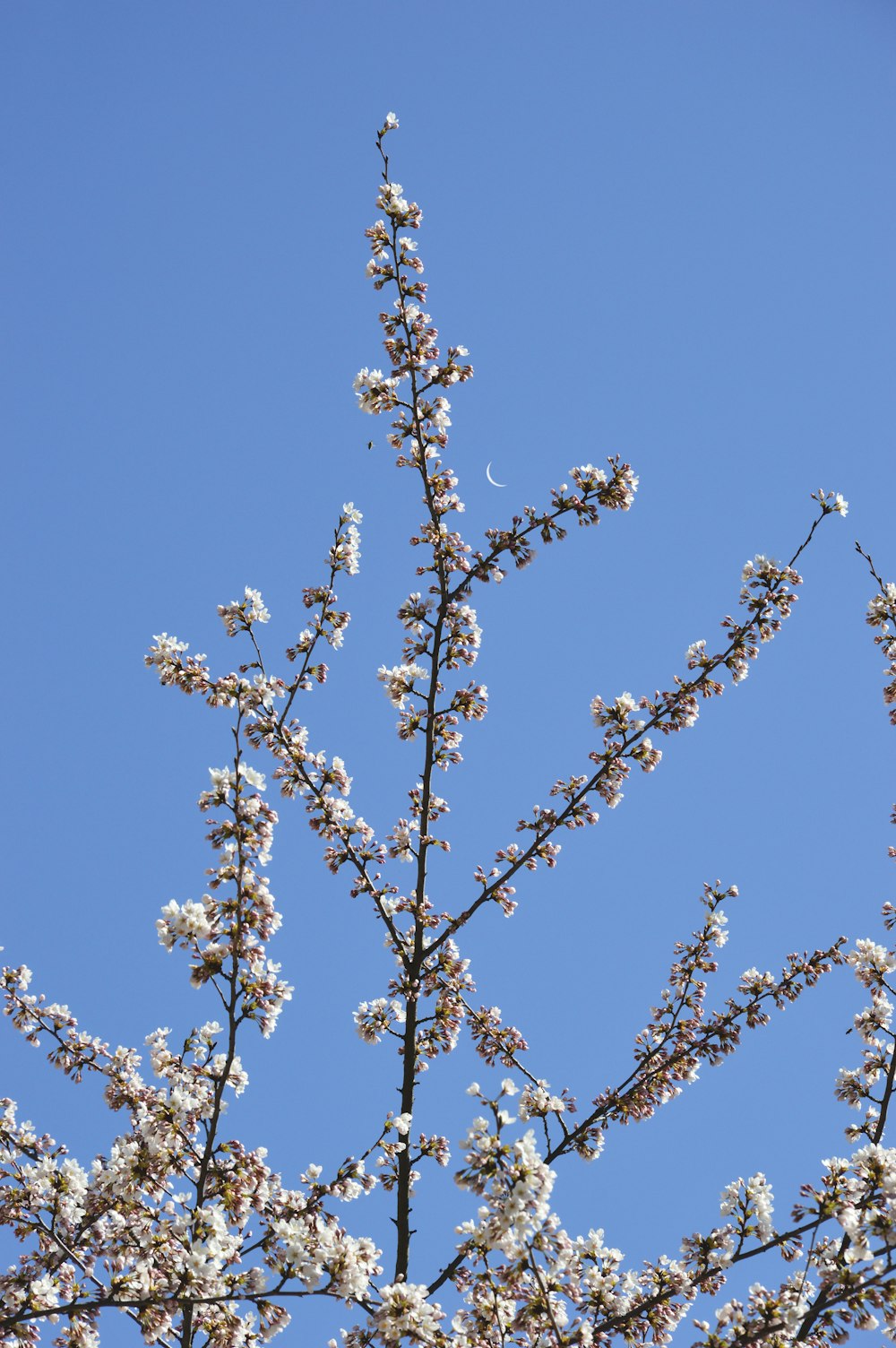 brown tree branch with white flowers under blue sky during daytime