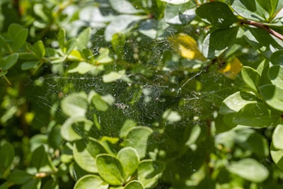 A web is intricately woven among vibrant green leaves, highlighted by sunlight. The delicate strands appear almost transparent against the dense foliage.