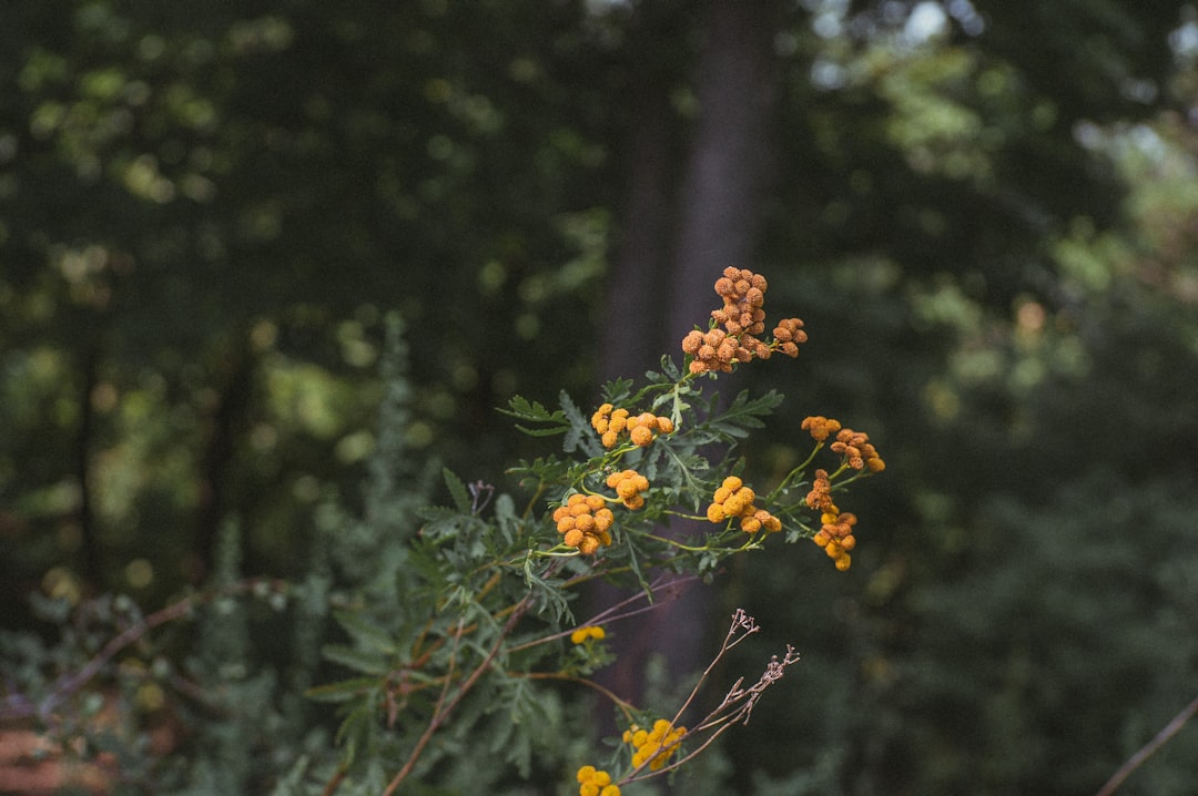 yellow flower in tilt shift lens