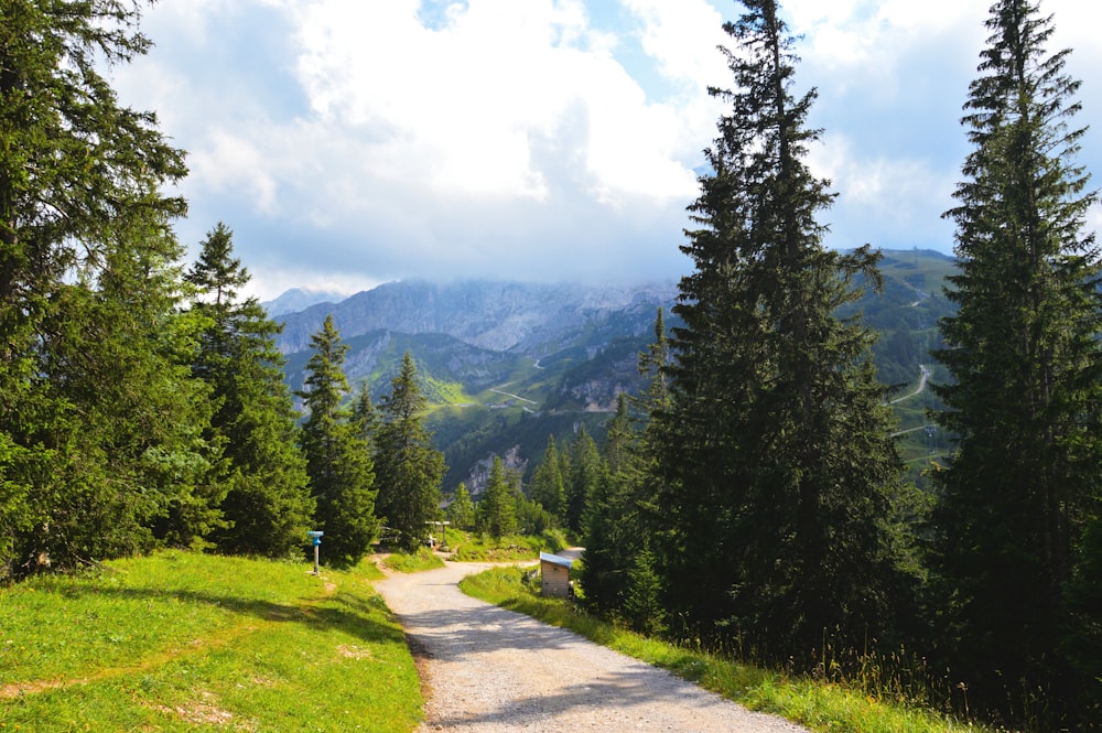 green pine trees near mountain under white clouds during daytime