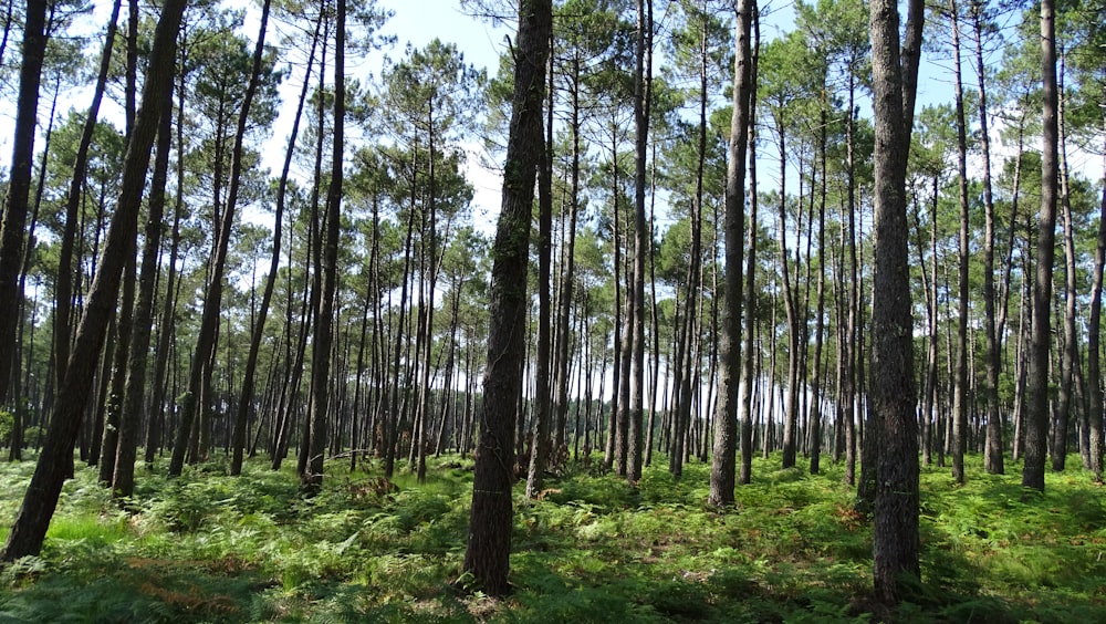 green trees on green grass field during daytime