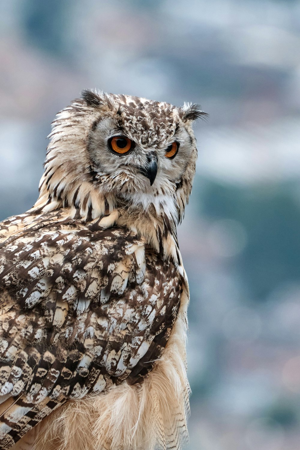 brown and white owl in close up photography