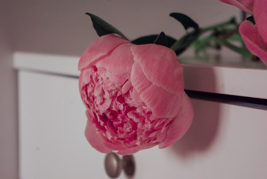 pink rose on white table