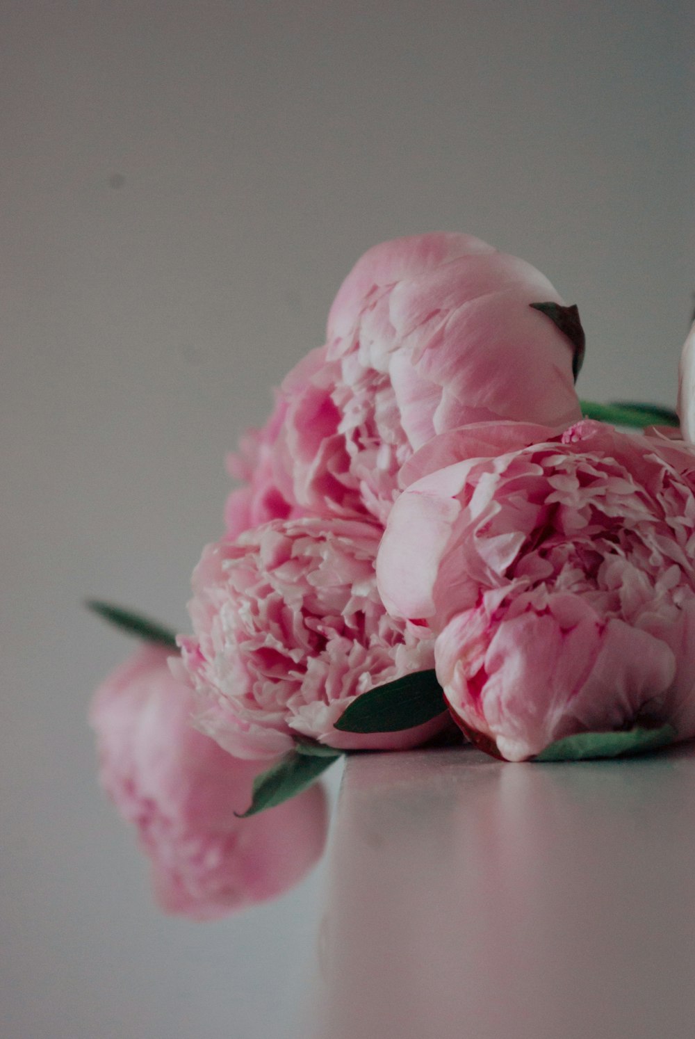 pink flower on white ceramic vase