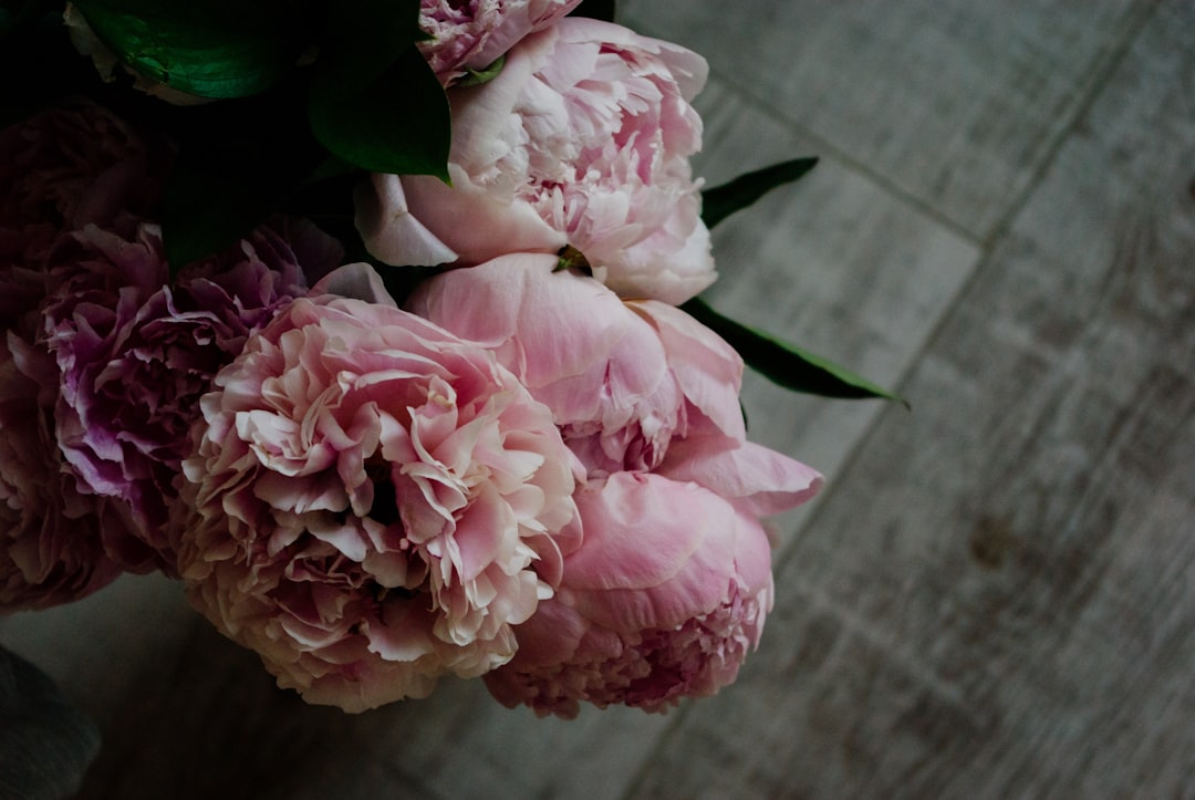 pink roses in close up photography