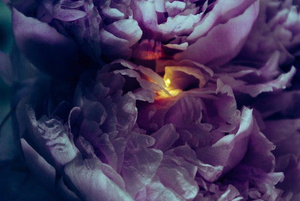 A serene room bathed in soft saffron light with gentle flower petals floating around.