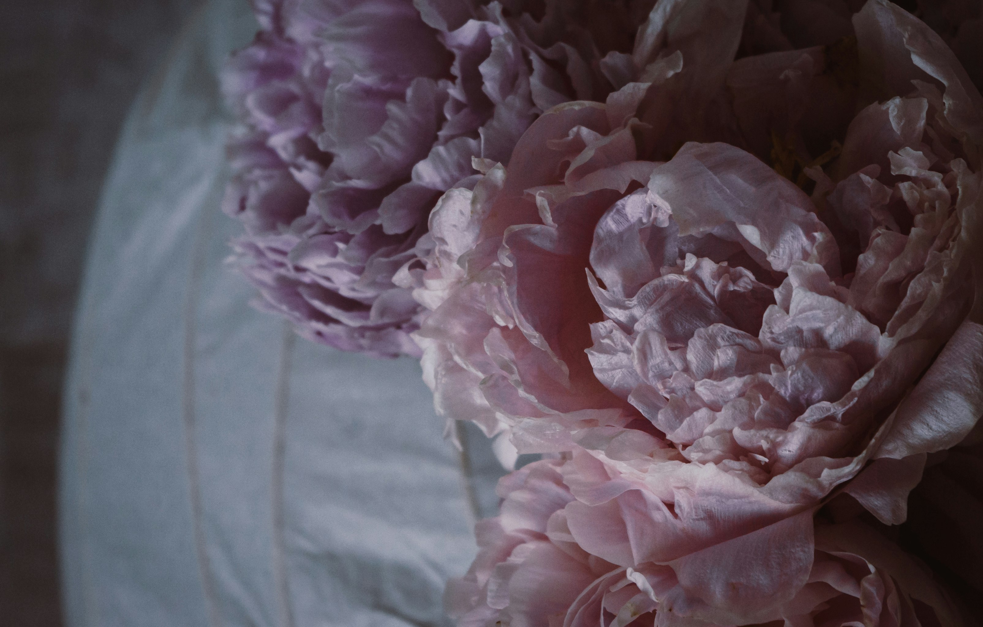 pink and white flower petals