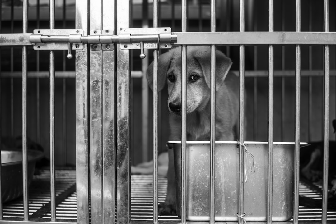 grayscale photo of dog in cage