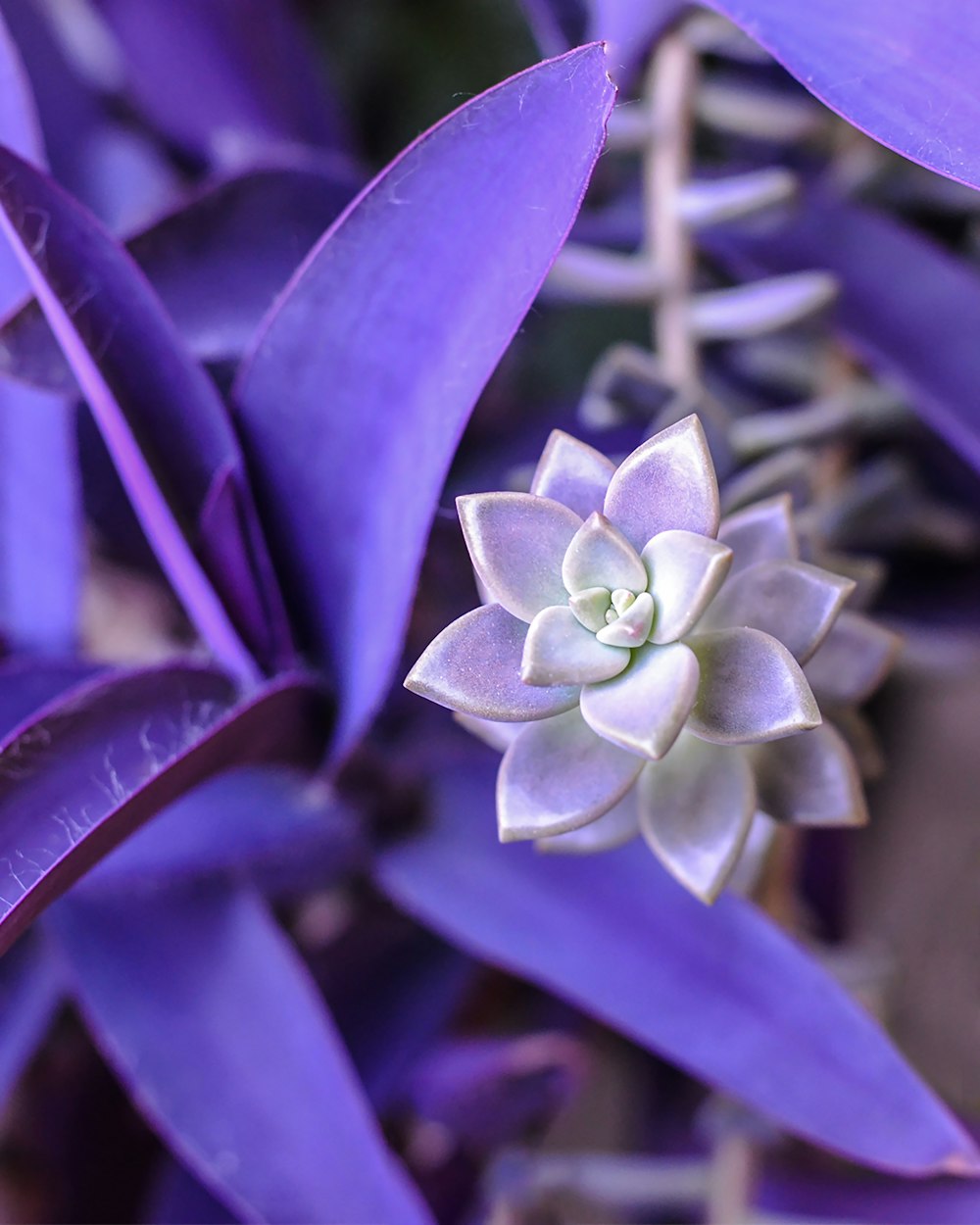 purple flower in macro shot