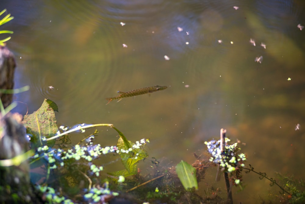 brown and black crocodile on water