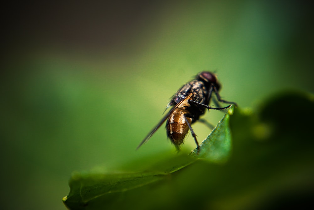 black and brown fly on green leaf