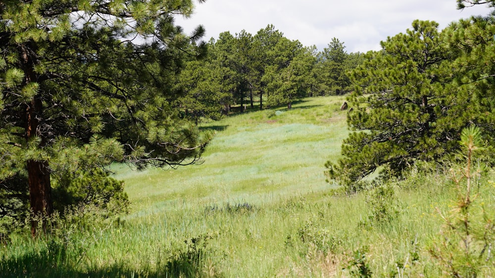 green grass field with trees