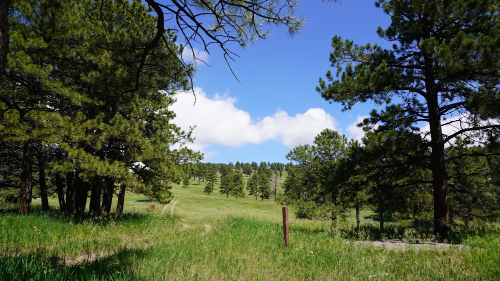 Grünes Grasfeld mit Bäumen unter blauem Himmel tagsüber