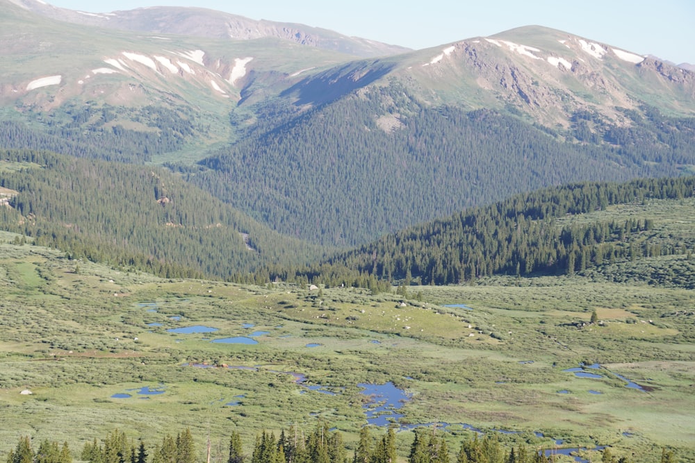 green trees on green grass field near mountain during daytime