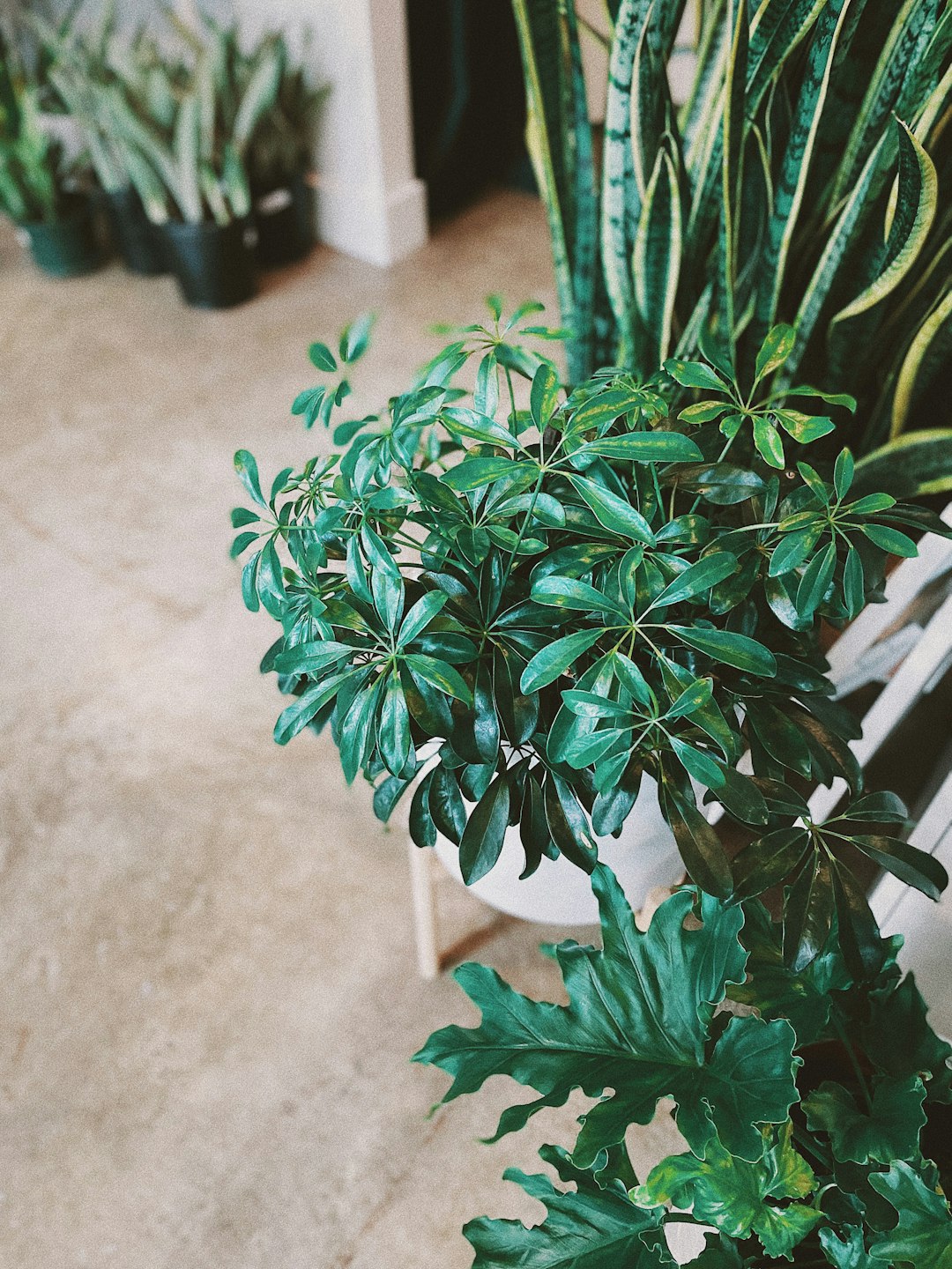 green plant on white concrete floor