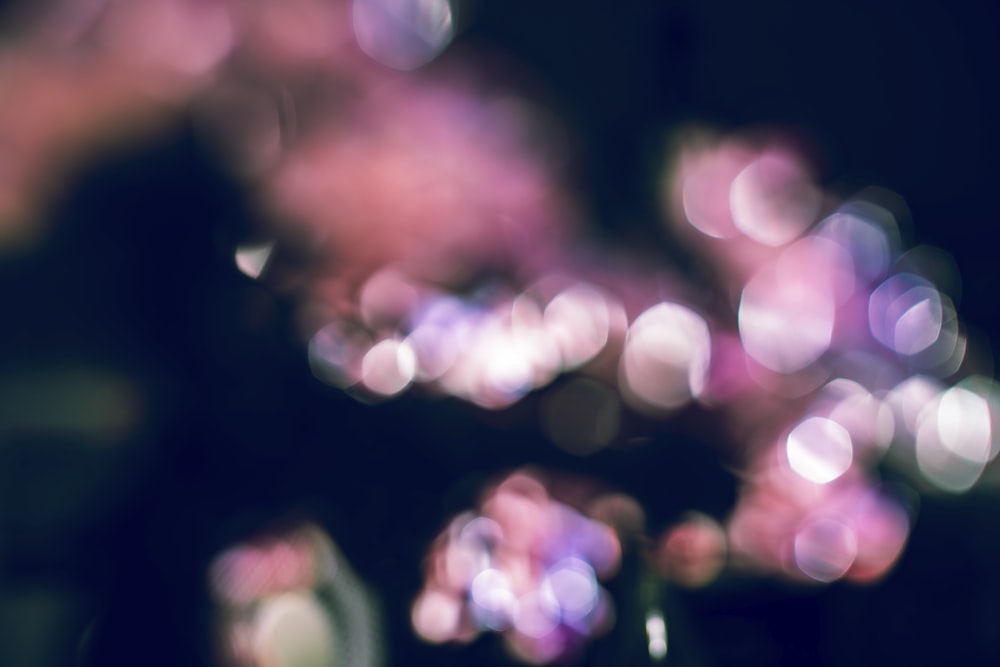 pink and white bokeh lights