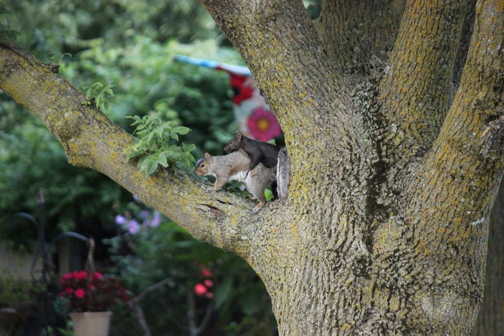 black and white short coated dog on tree branch during daytime