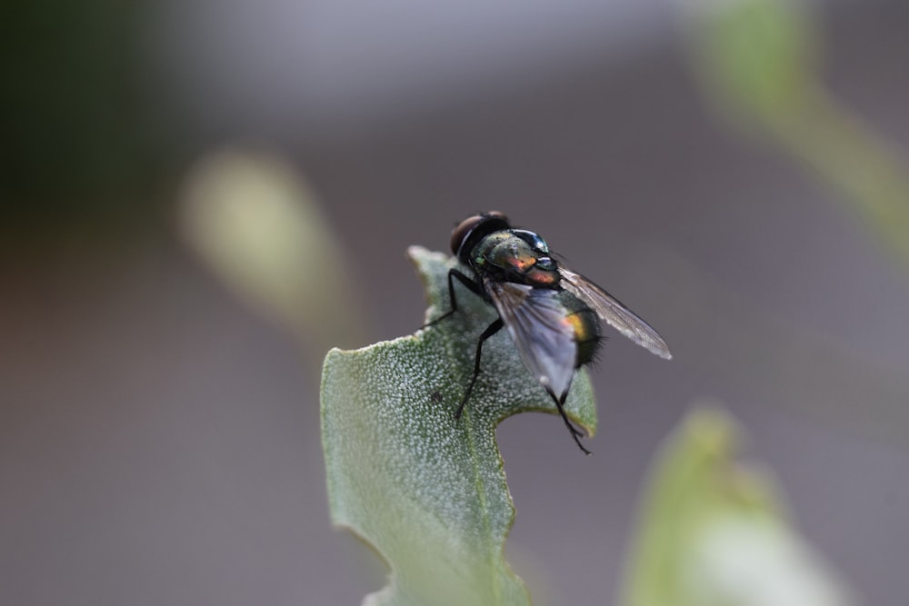 Mosca verde y negra sobre hoja verde