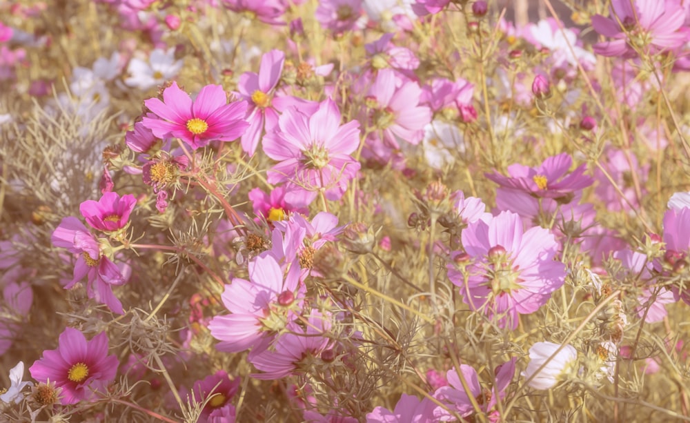 pink flowers in tilt shift lens