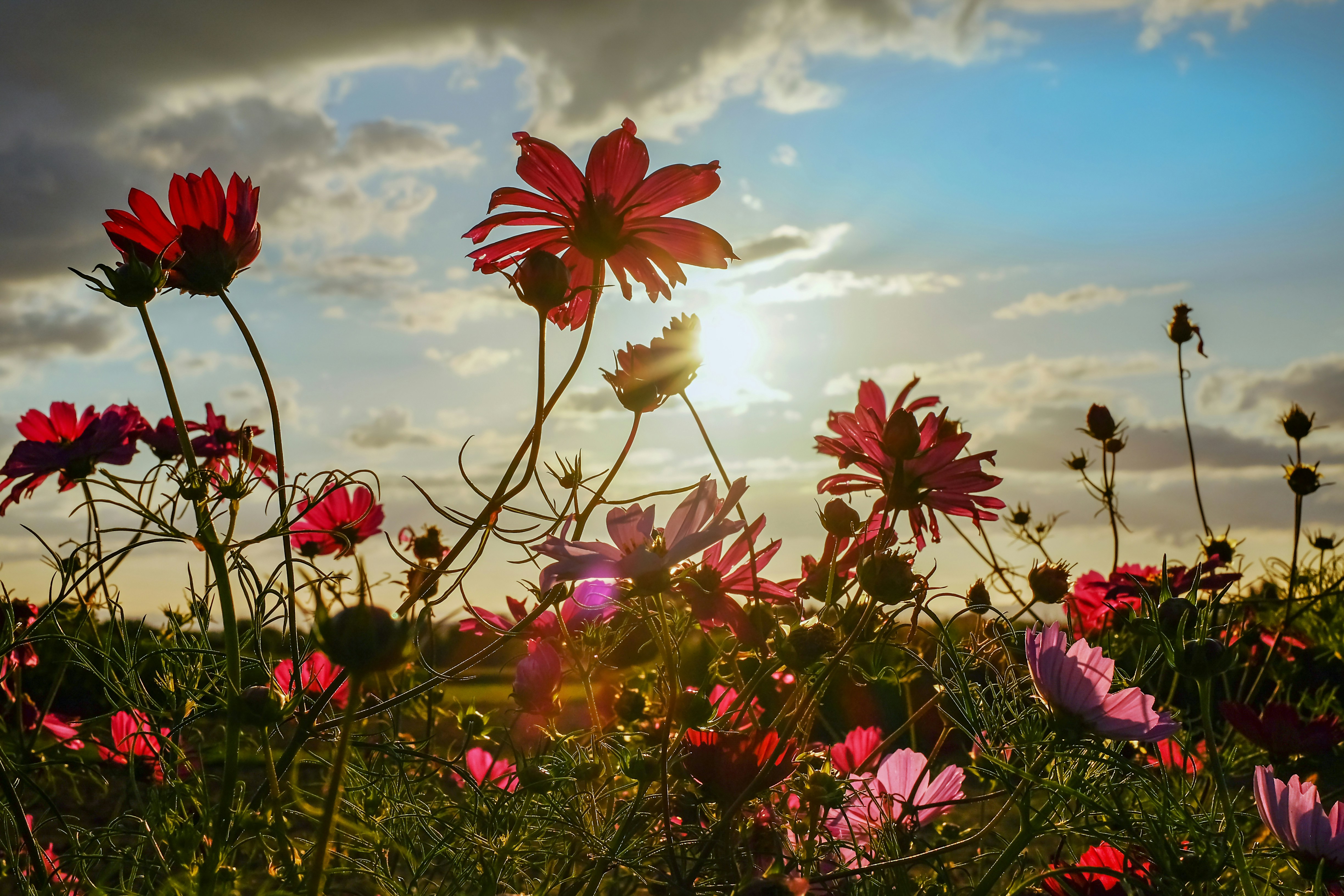rosa und weiße Blüten tagsüber unter bewölktem Himmel