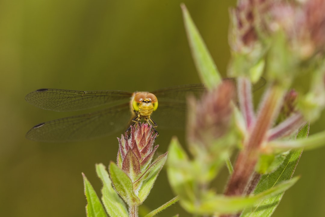 green dragonfly perched on green leaf in close up photography during daytime