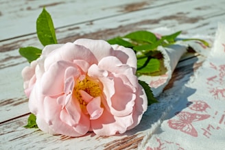 A delicate pink rose laying on elegant black silk fabric.