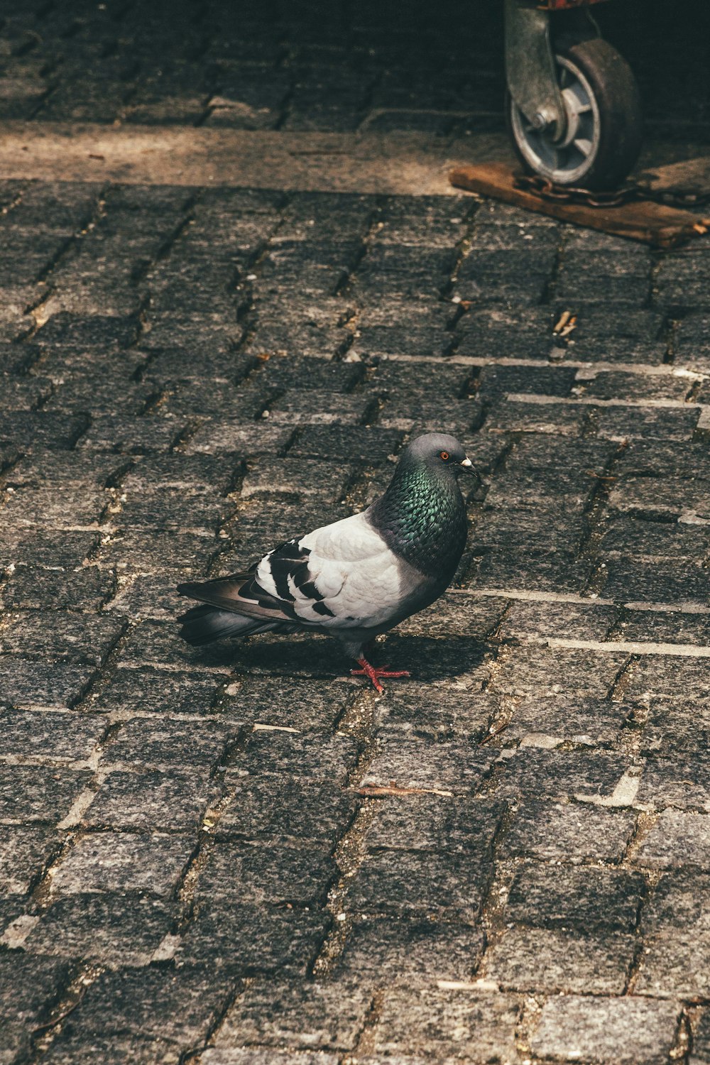 black and white pigeon on brown brick floor